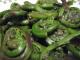 fiddleheads - 1.jpg