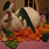 bunny dragon