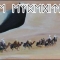 The Expedition