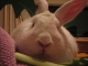 Do not meddle in the affairs of bunnydragons, for you are crunchy and good with hay.