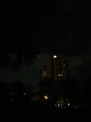 fleur de lys in light!