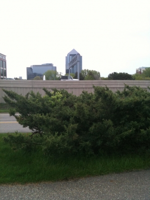 bush next to the highway