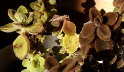 browning plants...