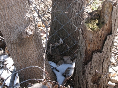 more disobedient trees more disobedient trees