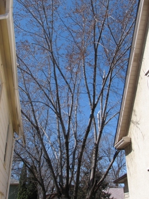 Lift Your Silver Maple Limbs Like Antennas To Heaven Lift Your Silver Maple Limbs Like Antennas To Heaven