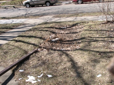 rain garden rain garden