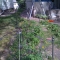 flower bed