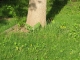 base of a tree