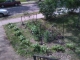 flower bed