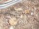 stumps of hope