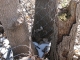 more disobedient trees