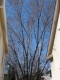 Lift Your Silver Maple Limbs Like Antennas To Heaven