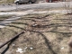 rain garden