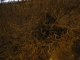 a shrubbery