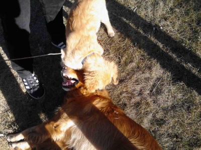 Puppies up close. Puppies up close.