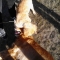 Puppies up close. Puppies up close.