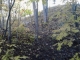 Trail continues.