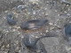 Buried tires.