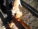 Puppies up close.