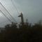 A girafe