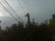 A girafe