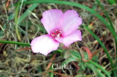 closeup_clarkia.jpg