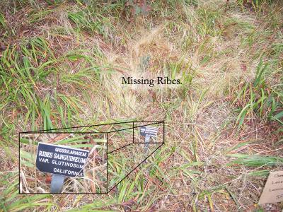 missing_ribes.jpg