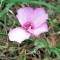 closeup_clarkia.jpg