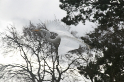 beautifully elusive, and white as the sky