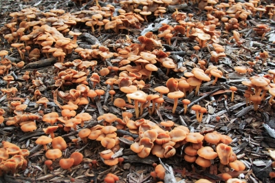 little brown mushrooms little brown mushrooms