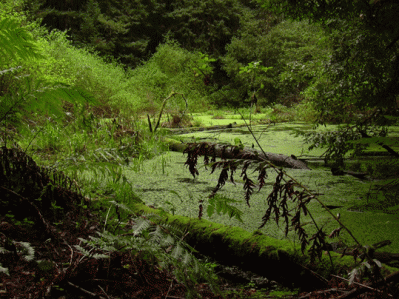 our hearts are full of jungles