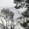 beautifully elusive, and white as the sky