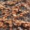 little brown mushrooms