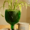 Wine goblet as plant holder!