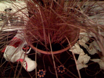 Fox red curly sedge.