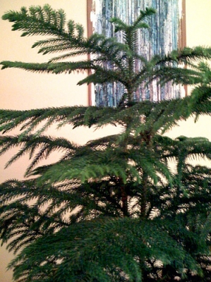 Araucaria.