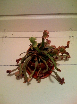 Sarracenia, now.