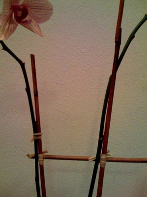 Orchid, one.
