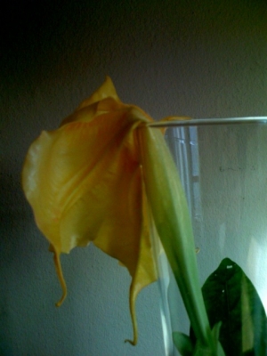 Trumpet flower, afternoon.