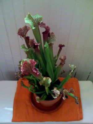 Sarracenia, then.