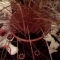 Fox red curly sedge.