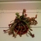 Sarracenia, now.