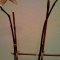Orchid, one.