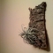 Tillandsia, hanging.
