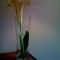 Trumpet flower, morning.