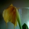 Trumpet flower, afternoon.
