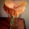 Trumpet flower, next day.