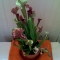 Sarracenia, then.