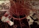 Fox red curly sedge.