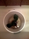 Orchid, two.